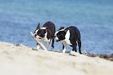 BOSTON TERRIER 305